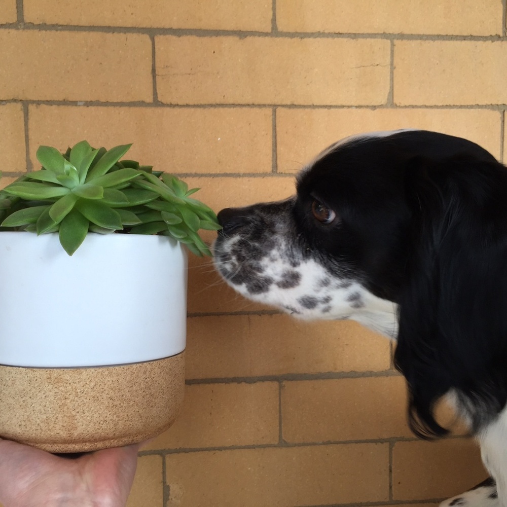 Meet your Posher, Paul and Kimmy